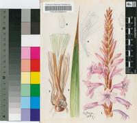 Watsonia densiflora Baker
