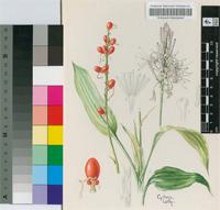 Dracaena kindtiana De Wild.