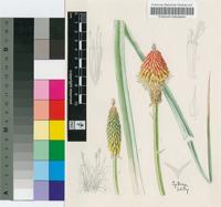 Kniphofia flammula Codd