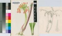 Choananthus cyrtanthiflorus (C.H.Wright) Rendle