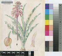 Veltheimia capensis (L.) DC.