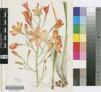 Pillansia templemannii (Baker) L.Bolus