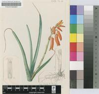 Aloe soutpansbergensis I.Verd.