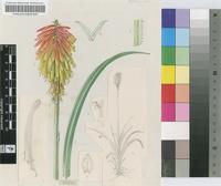 Kniphofia baurii Baker