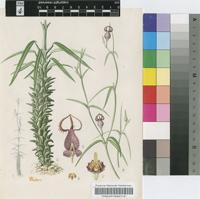 Ceropegia dimorpha Humbert