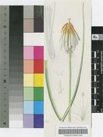 Kniphofia thodei Baker
