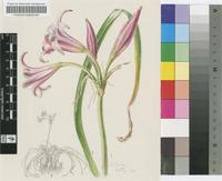 Crinum lineare L.f.