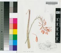 Aloe ballii Reynolds