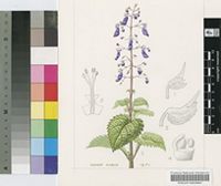Plectranthus welwitschii (Briq.) Codd