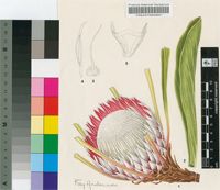 Protea pruinosa Rourke