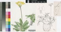 Pachypodium rosulatum Baker