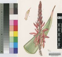 Aloe corallina I.Verd.