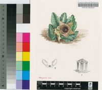 Huernia venusta (Masson) Haw.