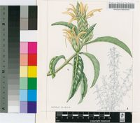 Macrorungia longistrobus C.B.Clarke