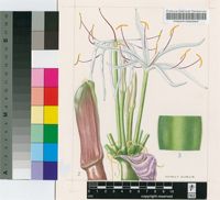 Crinum firmifolium Baker f.