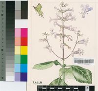 Plectranthus hilliardiae Codd