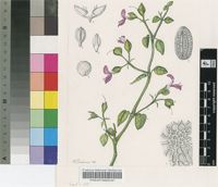 Dicliptera capensis Nees