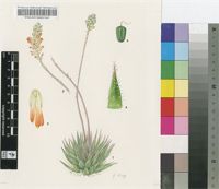 Aloe haworthioides Baker