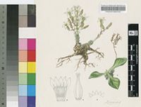 Tylecodon ellaphieae Van Jaarsv.