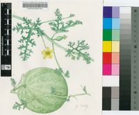 Citrullus ecirrhosus Cogn.