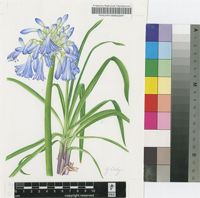 Agapanthus dyeri F.M.Leight.