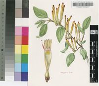 Tapinanthus terminaliae (Engl. & Gilg) Danser