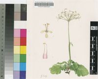 Pelargonium punctatum (Andrews) Willd.