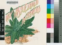 Gasteria croucheri (Hook.f.) Baker