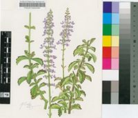 Plectranthus spicatus E.Mey. ex Benth.