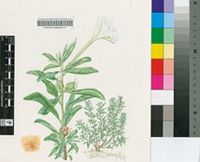 Ipomoea adenioides Schinz var. adenioides