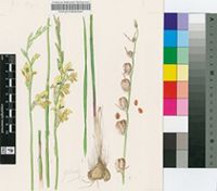 Gladiolus pardalinus Goldblatt & J.C.Manning
