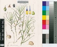 Walleria gracilis (Salisb.) S.Carter