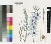 Ixia viridiflora Lam. var. viridiflora