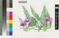 Ipomoea ommanneyi Rendle