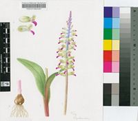 Lachenalia valeriae G.D.Duncan