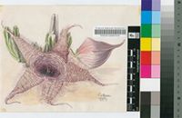Stapelia nobilis N.E.Br.