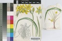 Hypoxis nitida I.Verd.