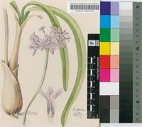 Tulbaghia fragrans I.Verd.