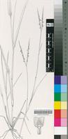 Diheteropogon amplectens (Nees) Clayton