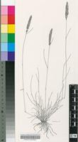 Catalepis gracilis Stapf & Stent