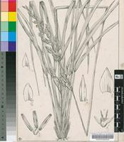 Festuca scabra Vahl