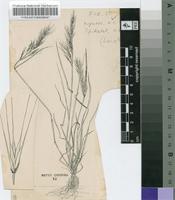 Vulpia myuros (L.) C.C.Gmel.