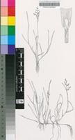 Poa annua L.