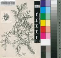 Solanum rostratum Dunal