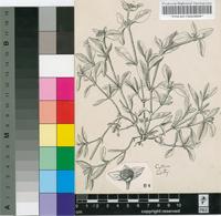 Richardia brasiliensis Gomes