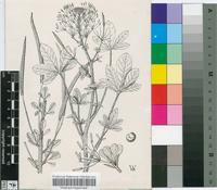 Gynandropsis gynandra (L.) Briq.