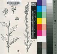 Chenopodium album L.