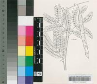 Acacia caraniana Chiov.