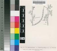 Acacia ancistroclada Brenan