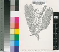 Acacia fischeri Harms